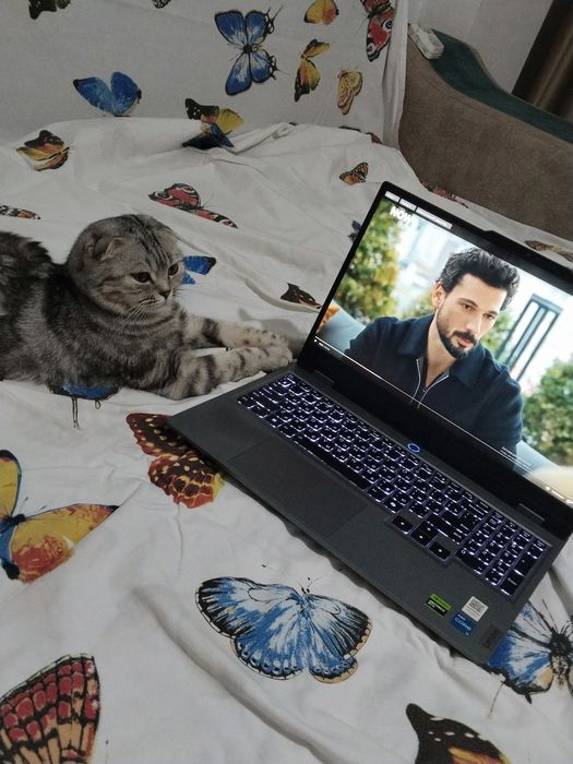 Отдам в добрые руки кошечку