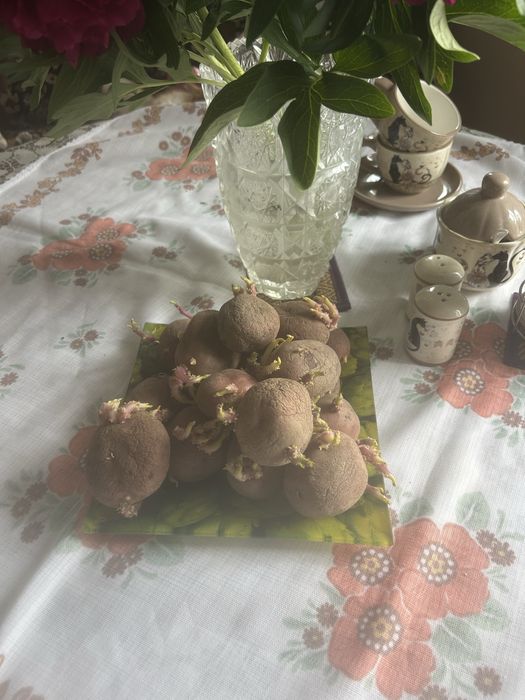 Семена картофеля