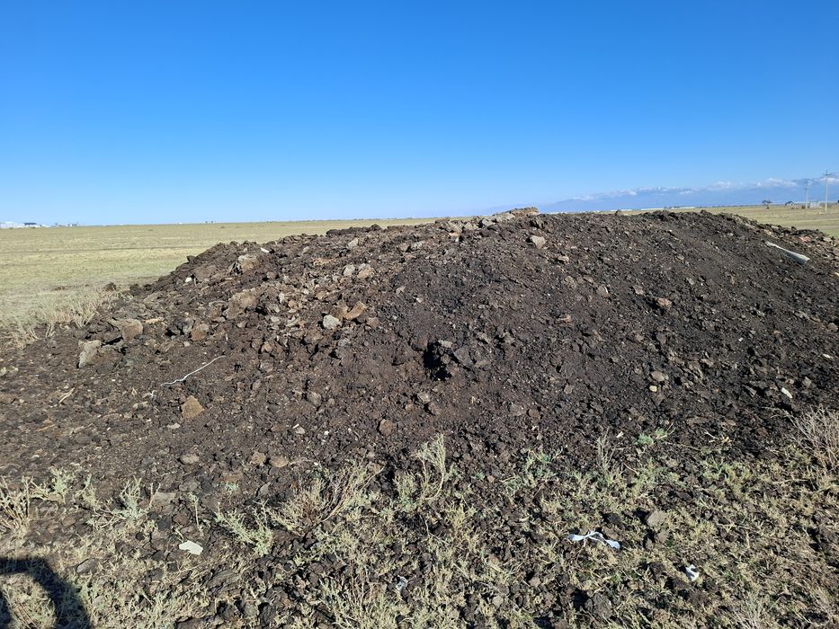 Науоз  қойдың  көңі