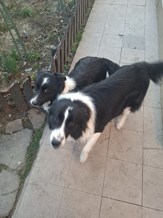 Pui border collie pur