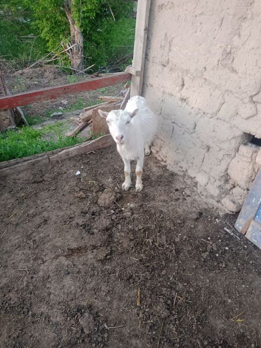 ешкі сатлады семіз