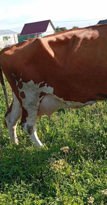 Продам корову племенную