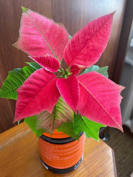 Рождественская звезда