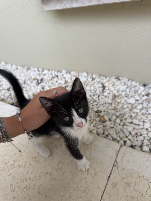 Pisicuta spre adoptie URGENT!!