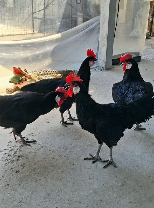Gaini  Minorca de anul trecut