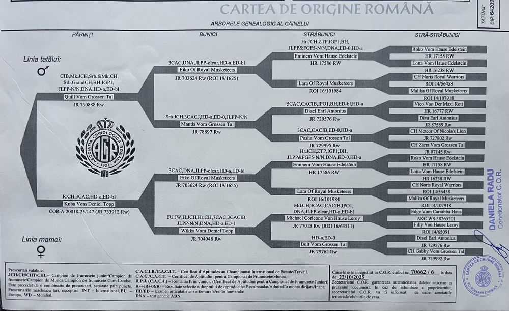 Vand femela Rottweiler cu pedigree