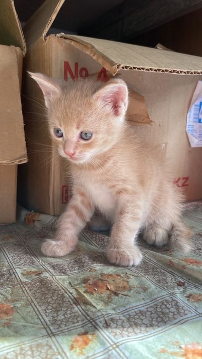 Котята мейнкун ищут семью