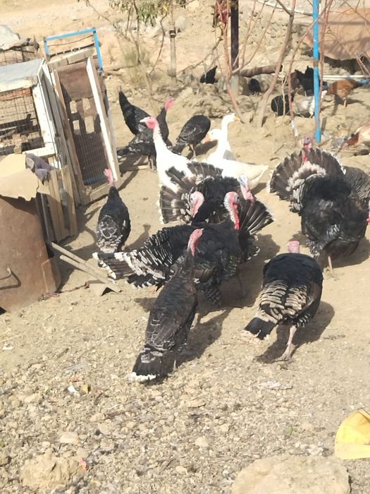 Қашқадарё вулояат қамаши туман хазирати Лангар ота қишлоғидан м