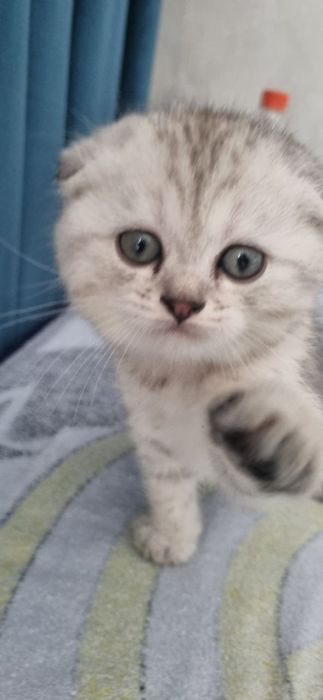 Продается кот вислоухий