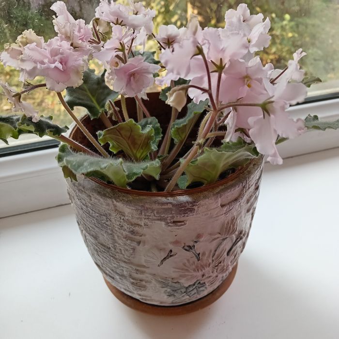 Цветы комнатные ОБМЕН