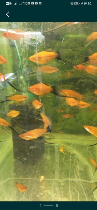 Xipho roșii, ananas etc