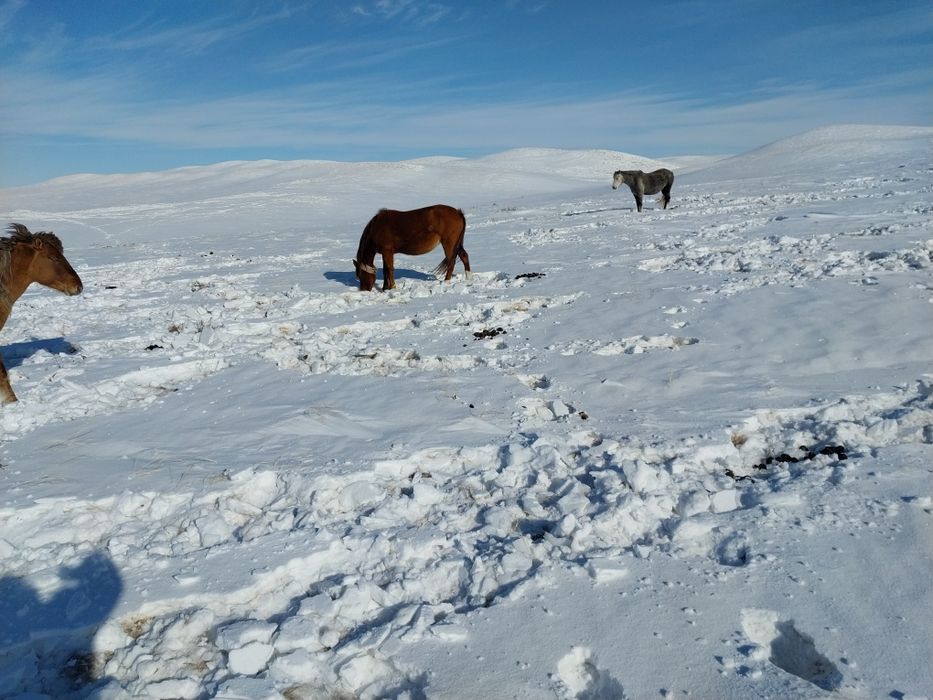 Шамші Қалдаяқов.