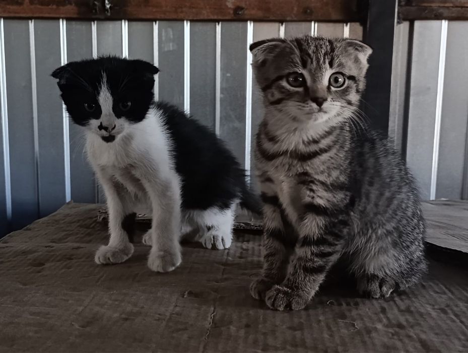 Отдам в добрые руки