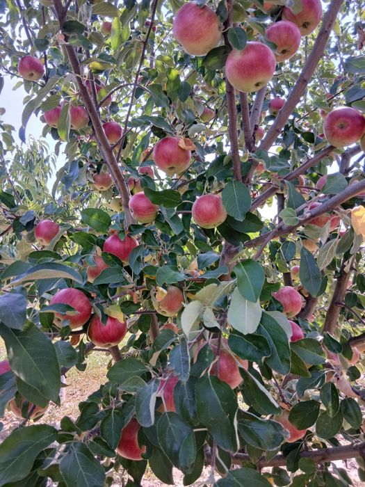 Vand prune 2 lei kg si mere la fel