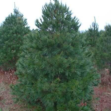 Pinus nigra Pin pitic pinus mugo Pinus wallichiana Himalaya