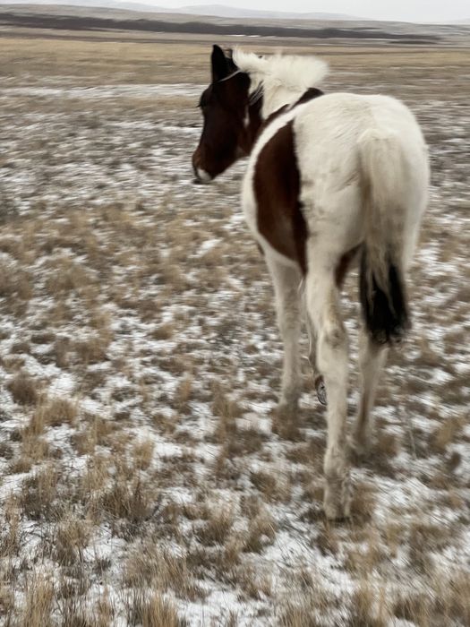 .Жабағы тяж