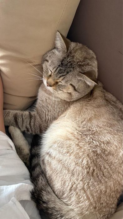 Отдам кота срочно