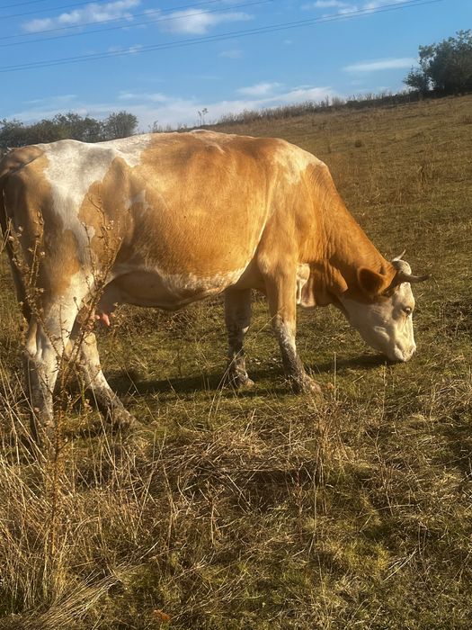Vând vaca și vițel