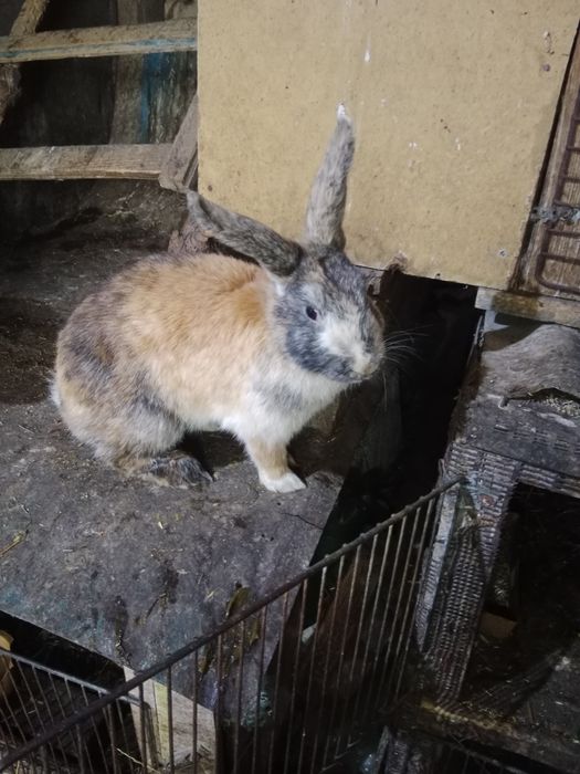 Продам самок  крольчих