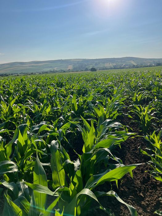 Arendez teren agricol