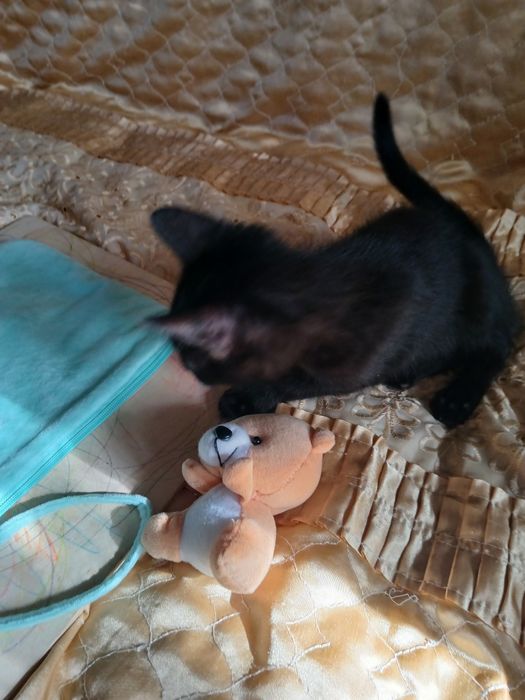 Котенок мальчик в семью