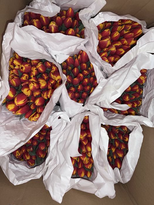 Тюльпаны 450тг/шт