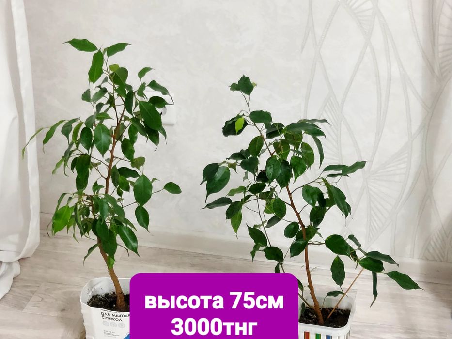 Продам фикус бенджамина