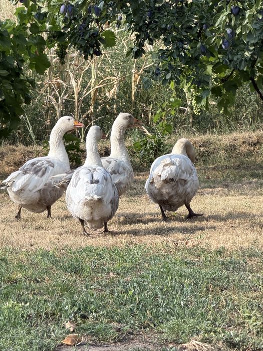 Familie gâşte româneşti