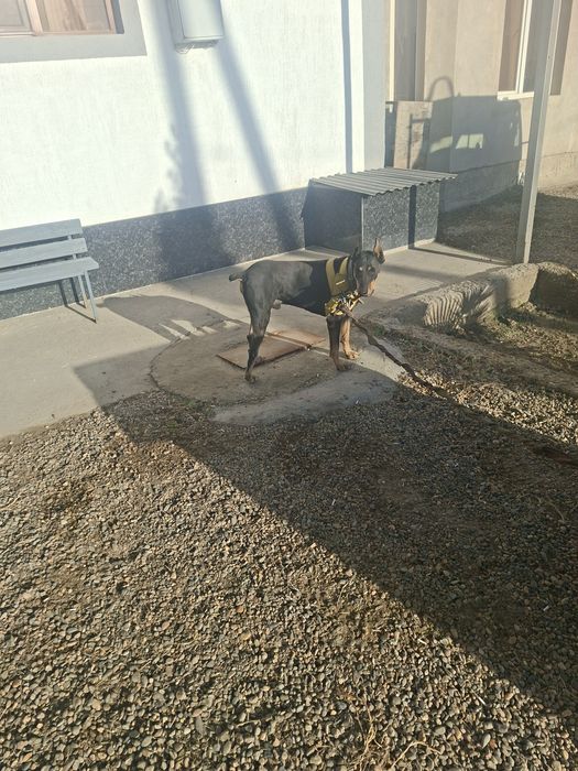 Doberman kuchuk uychasi bilan sotiladi