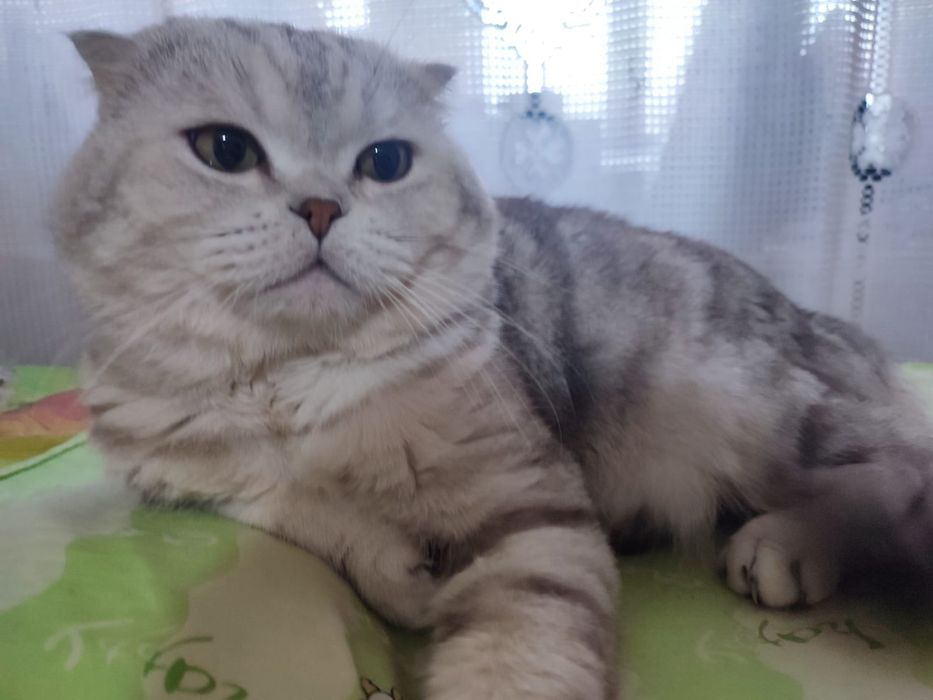 Скоттиш фолд. Кот. Вязка