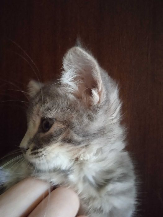 Пушистый серый котёнок девочка, 2 месяца.