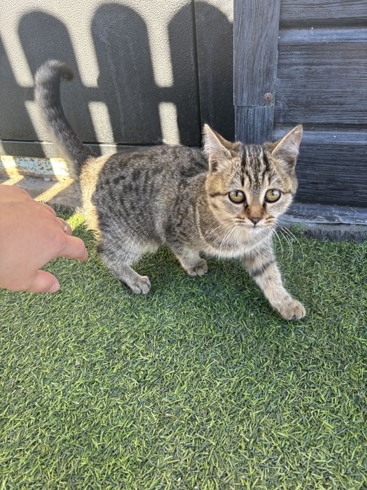 Котята 5 месяцев