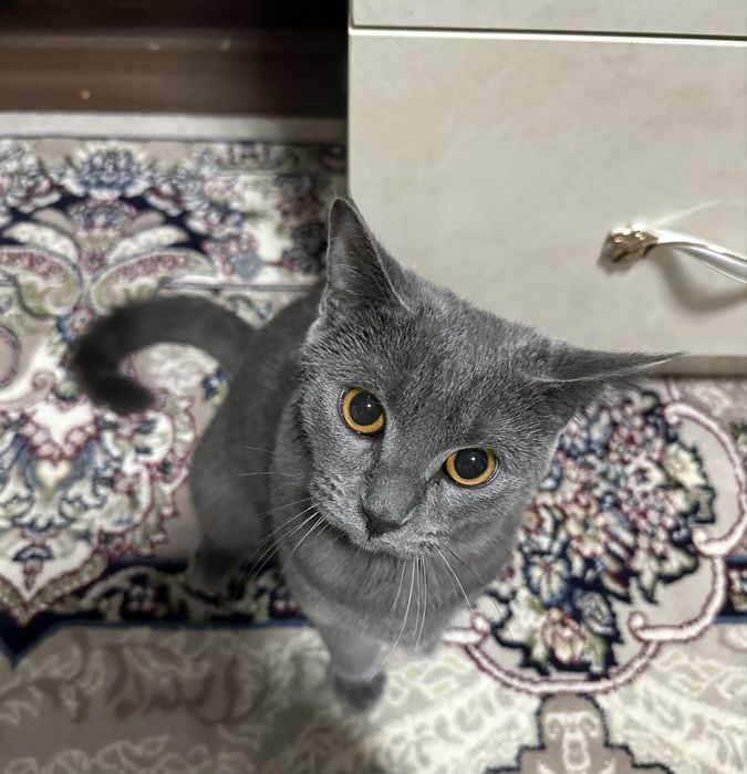 Skotish strayt sotiladi zotdor ogil bola