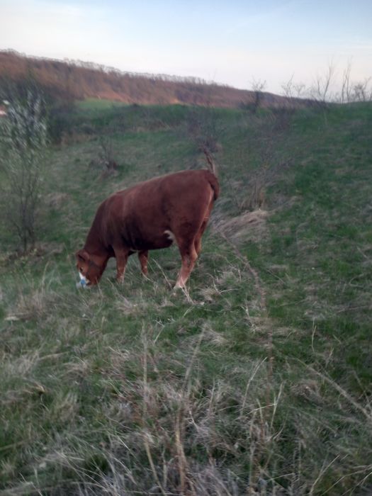 Juninca Angus de vânzare