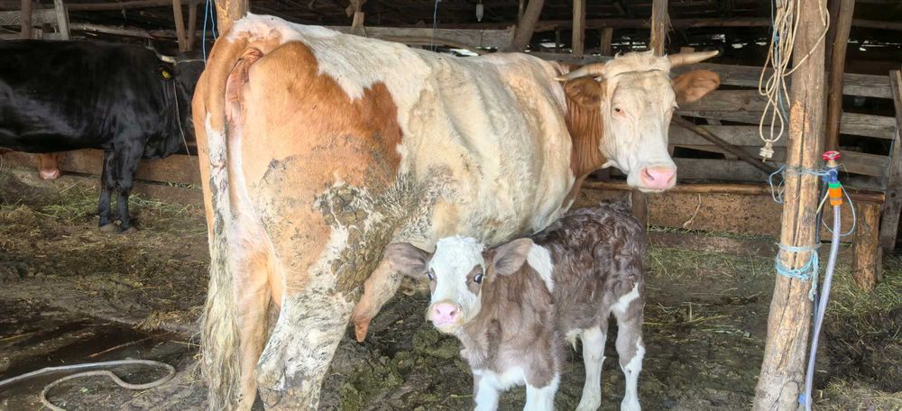 Vând viței de rasă