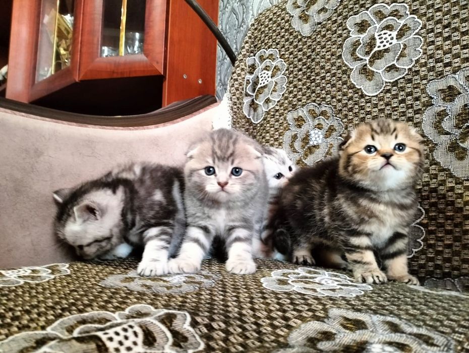 Шотландские малыши