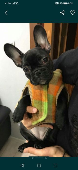 Поръчкови дрехи за кучета