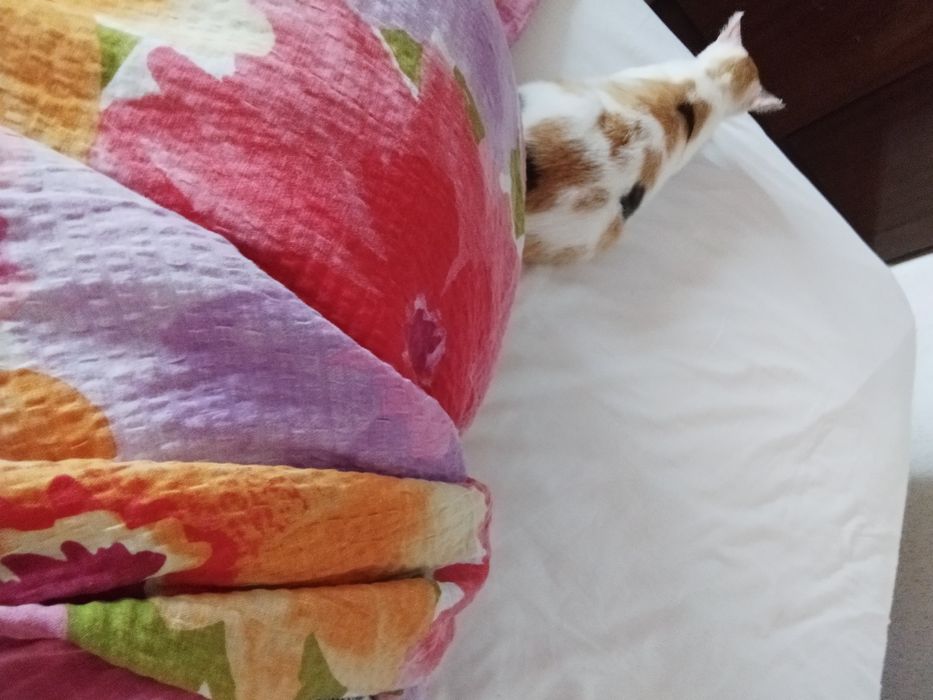 Подарява се kотенце - Казанлък