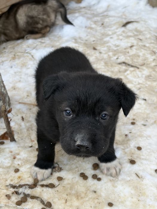 Отдам щенят в добрые руки