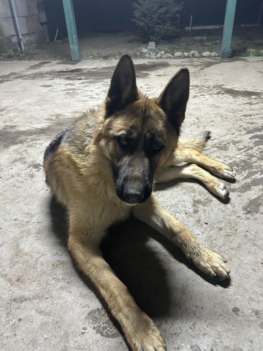 Кобель немецкая овчарка