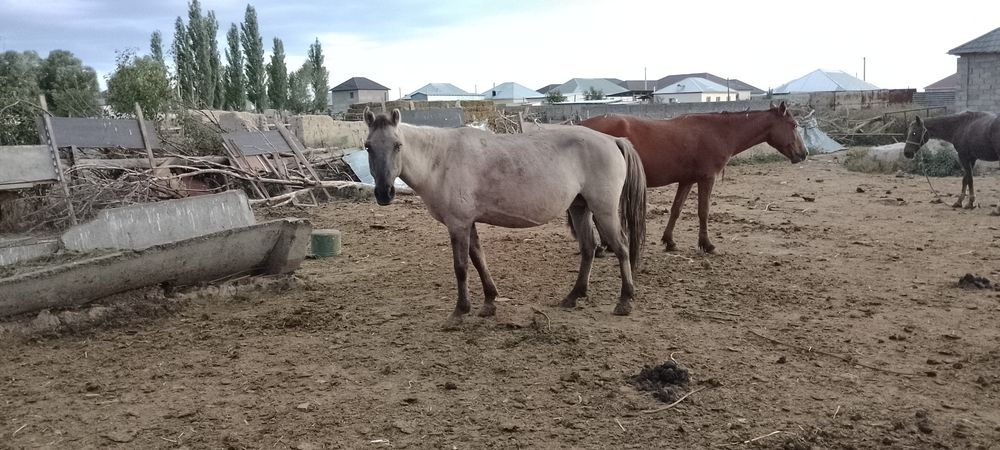 Семыз биелер Багасы 650-550