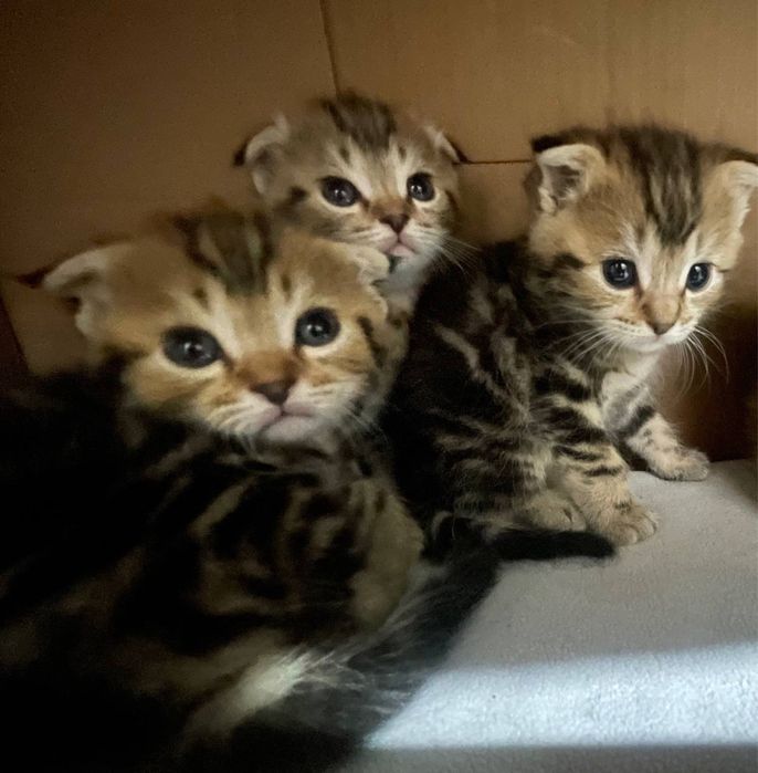 Породистые котята