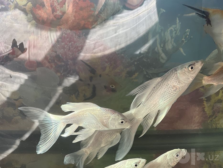 Koi Platina baliqlari sotiladi