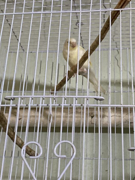 Продам канареек срочно