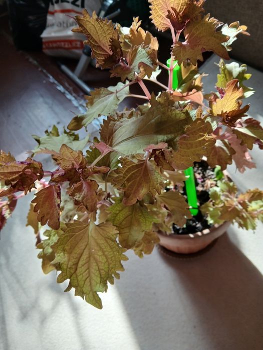 Цветы комнатные.