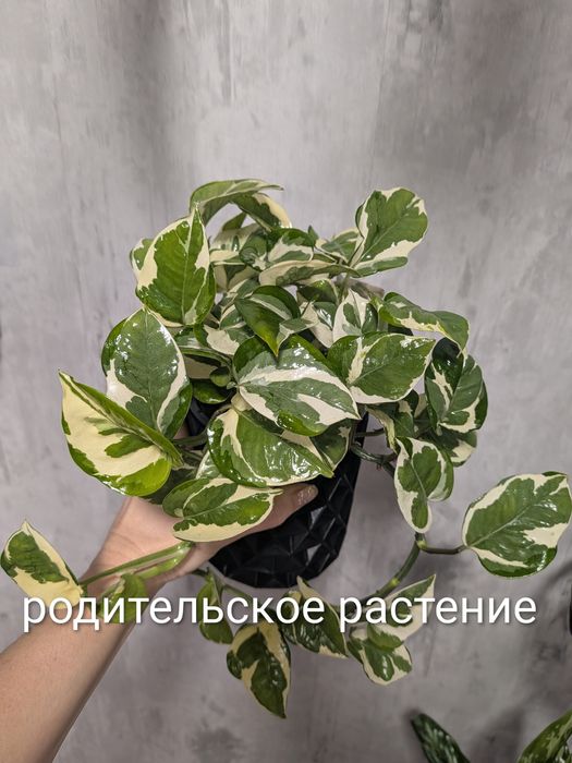 Продам укорененные ростки