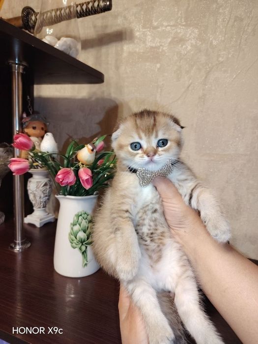 Продается котёнок