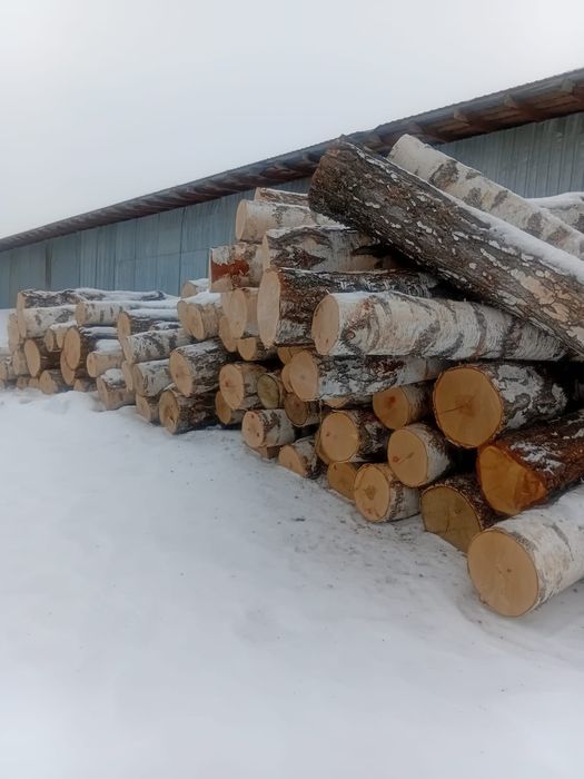 Берёза кругляк снижение цены