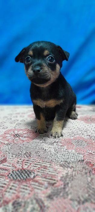 Продам щенков Пинчер