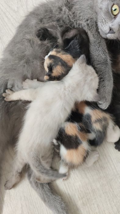 Котята в заботливые руки